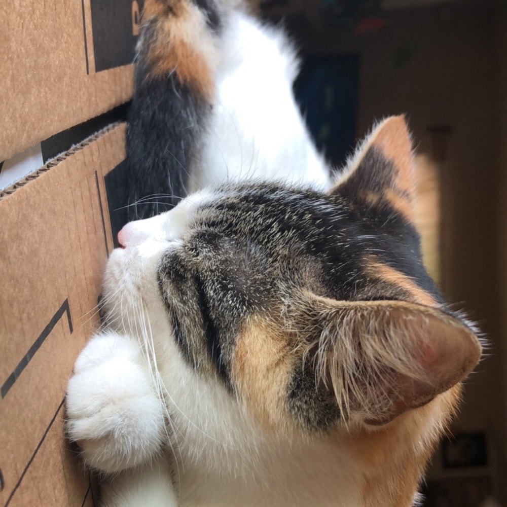 Meet your Posher, Maribel